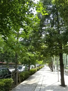 緑が多く日陰になります