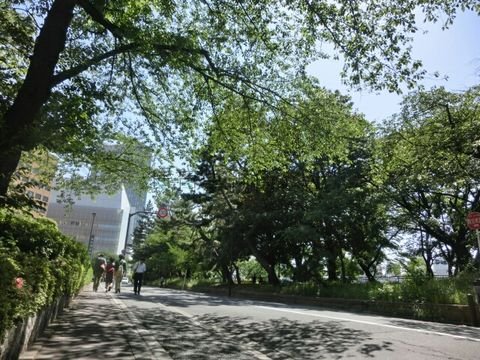 緑が多いエリアです