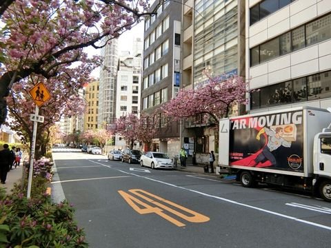 銀座桜通り