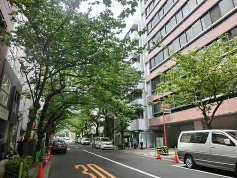 閑静な桜並木エリア