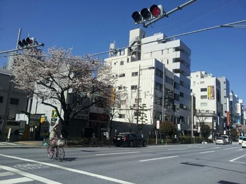 綺麗な桜が咲いています。