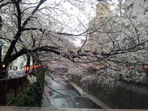 目黒川の桜並木です 