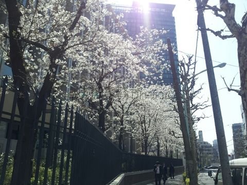 青山学院の脇、桜が綺麗です。