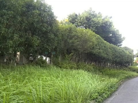 緑豊かな緑道があります