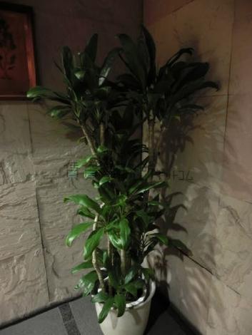 植栽