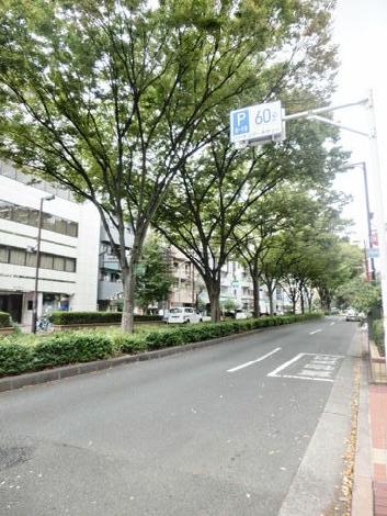 緑の生茂る街路樹通り
