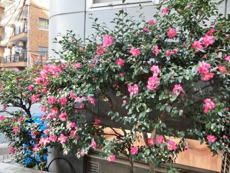 建物側面植物