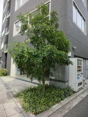 敷地内の植栽