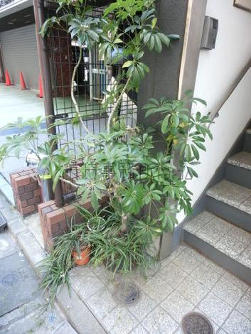 階段下に植木が置かれています