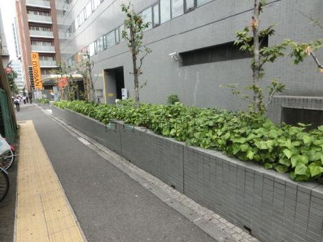 歩道との間には植込みがあります