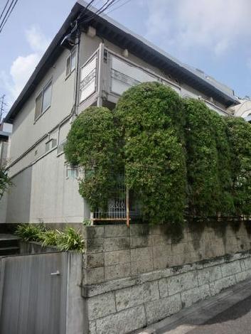 通りに面して樹が植えられています