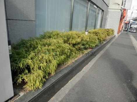 植栽