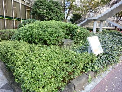 綺麗に植樹されています