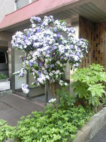 綺麗な花が咲いています