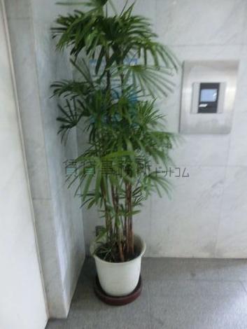 エントランスには植栽が設置されています