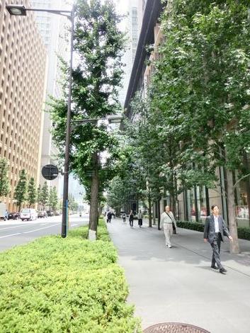 街路樹が綺麗です