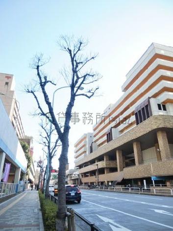 街路樹のある通り