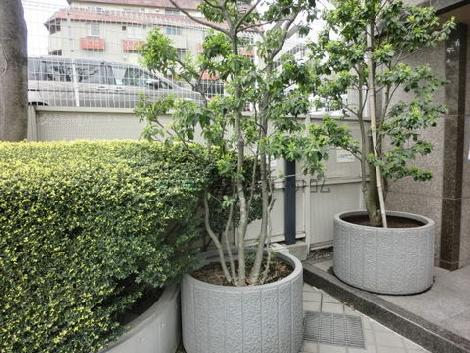 入口前は植栽で整えられています