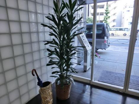 エントランスに観葉植物が備えられています
