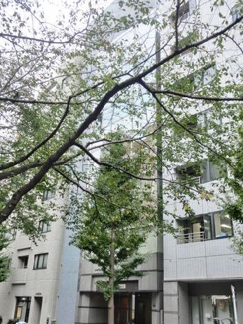 窓からも緑道が一望できます