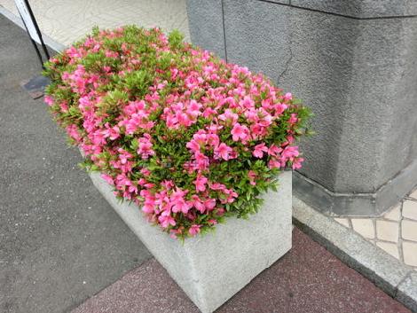 手入れの行き届いた植木です