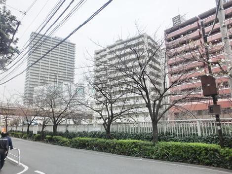 春には桜が満開になります