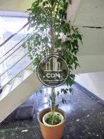 観葉植物が飾られています
