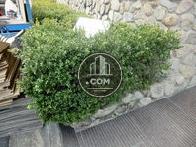 植栽