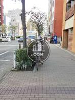 植樹された通りです
