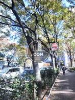 気持ちの良い通りです