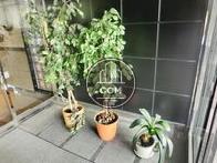 玄関前にある植栽です