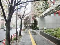前面歩道、春には桜が咲きます