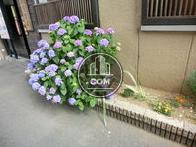 綺麗な紫陽花が咲いています