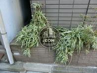 植栽