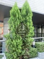 植木