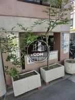 植栽が多数置いてあります