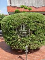 敷地内には植物が多数植えてあります