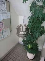 エントランスホールに置かれた植栽です