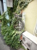一階表通り部分の植物