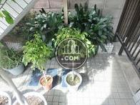 階段下にもたくさんの植物があります