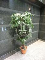手入れの行き届いた観葉植物です