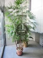 観葉植物があります