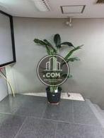観葉植物