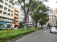 街路樹の多い公道