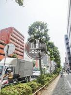 街路樹のある通り