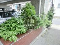 生き生きとした緑が植えられています