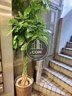 エントランスに植物があります