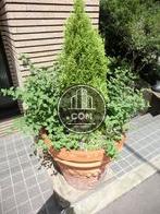 綺麗に整えられた鉢植えです