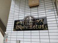 ホワイトロータス