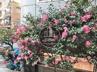 建物側面植物